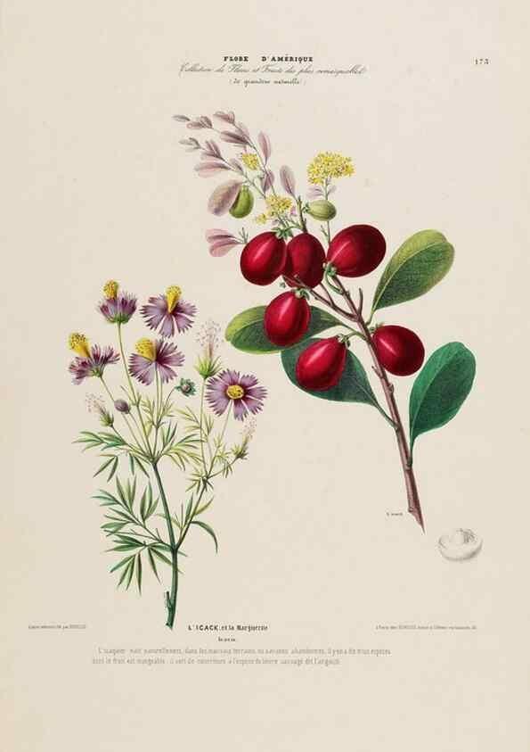 Reproducción/Reproduction 34697593335: Flore d'Amérique,. Paris,Gihaut[1843-1846]