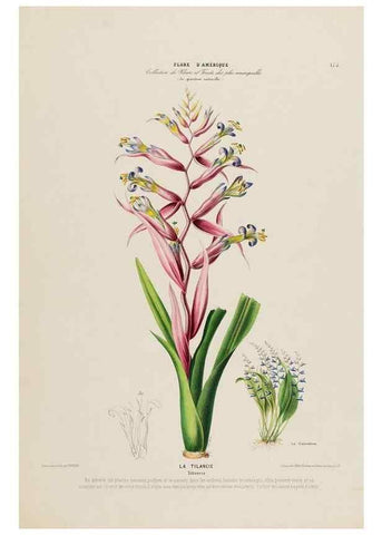 Reproducción/Reproduction 34697601425: Flore d'Amérique,. Paris,Gihaut[1843-1846]
