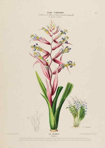 Reproducción/Reproduction 34697601425: Flore d'Amérique,. Paris,Gihaut[1843-1846]
