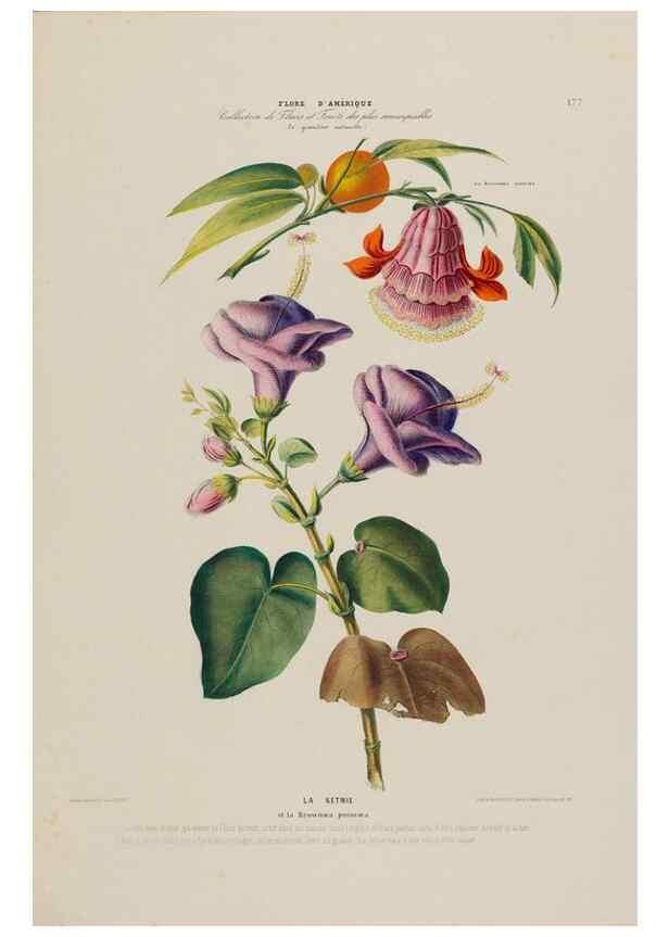 Reproducción/Reproduction 34567222211: Flore d'Amérique,. Paris,Gihaut[1843-1846]