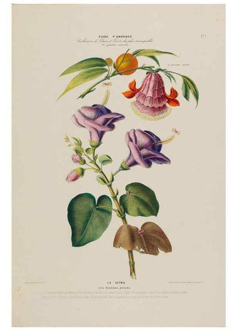 Reproducción/Reproduction 34567222211: Flore d'Amérique,. Paris,Gihaut[1843-1846]