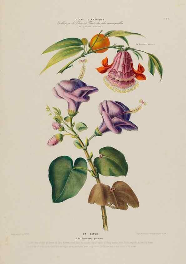 Reproducción/Reproduction 34567222211: Flore d'Amérique,. Paris,Gihaut[1843-1846]