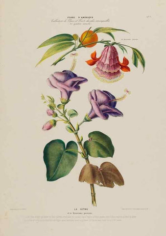 Reproducción/Reproduction 34567222211: Flore d'Amérique,. Paris,Gihaut[1843-1846]