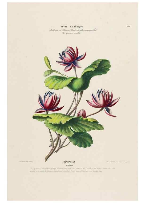 Reproducción/Reproduction 34697613885: Flore d'Amérique,. Paris,Gihaut[1843-1846]