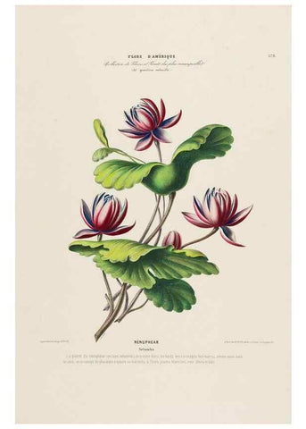 Reproducción/Reproduction 34697613885: Flore d'Amérique,. Paris,Gihaut[1843-1846]