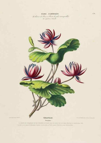 Reproducción/Reproduction 34697613885: Flore d'Amérique,. Paris,Gihaut[1843-1846]