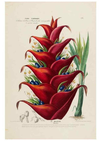 Reproducción/Reproduction 33855338494: Flore d'Amérique,. Paris,Gihaut[1843-1846]