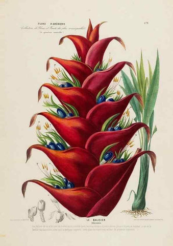 Reproducción/Reproduction 33855338494: Flore d'Amérique,. Paris,Gihaut[1843-1846]
