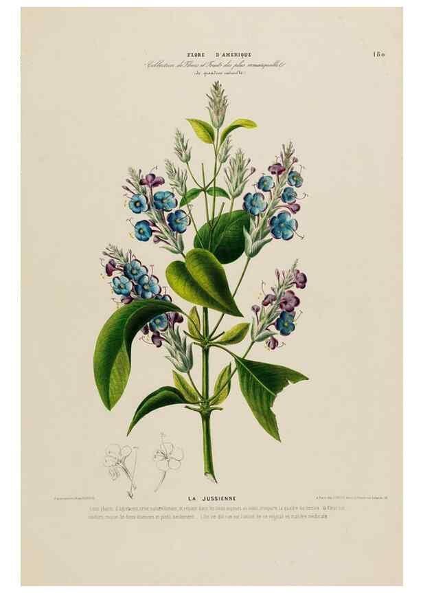 Reproducción/Reproduction 33887850593: Flore d'Amérique,. Paris,Gihaut[1843-1846]