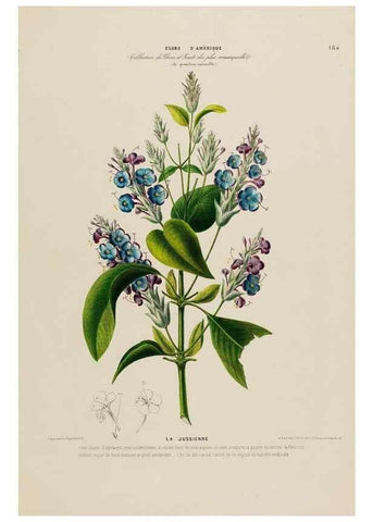 Reproducción/Reproduction 33887850593: Flore d'Amérique,. Paris,Gihaut[1843-1846]