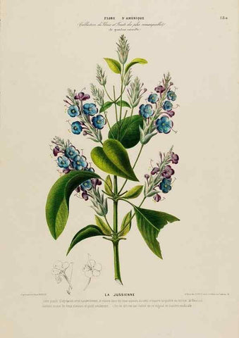Reproducción/Reproduction 33887850593: Flore d'Amérique,. Paris,Gihaut[1843-1846]