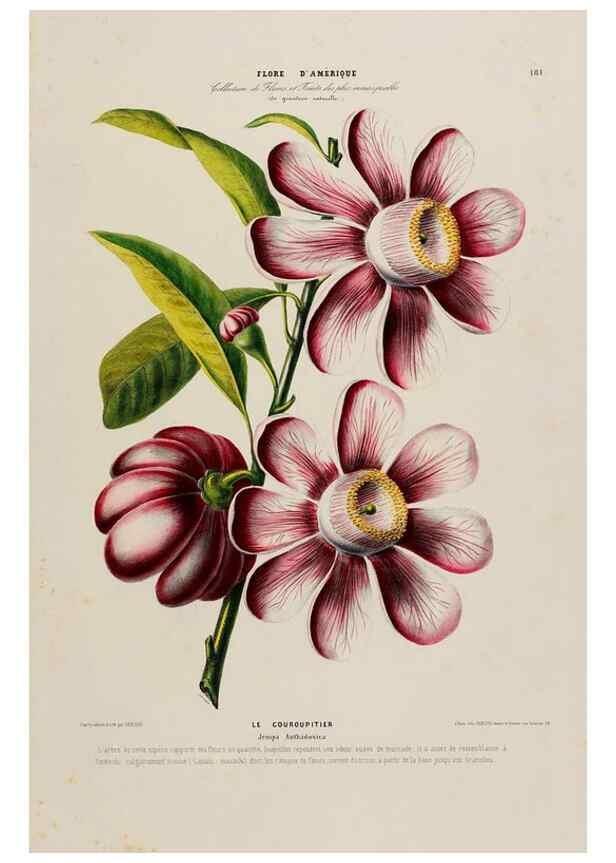 Reproducción/Reproduction 34536015592: Flore d'Amérique,. Paris,Gihaut[1843-1846]