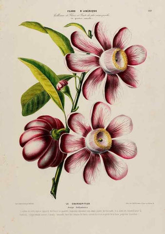 Reproducción/Reproduction 34536015592: Flore d'Amérique,. Paris,Gihaut[1843-1846]