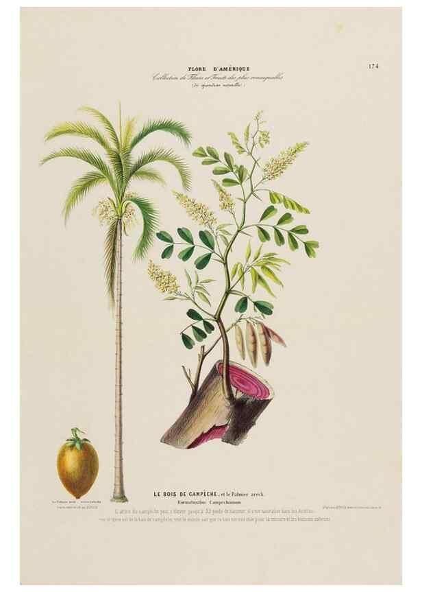 Reproducción/Reproduction 34697597025: Flore d'Amérique,. Paris,Gihaut[1843-1846]