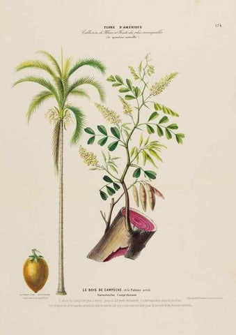 Reproducción/Reproduction 34697597025: Flore d'Amérique,. Paris,Gihaut[1843-1846]