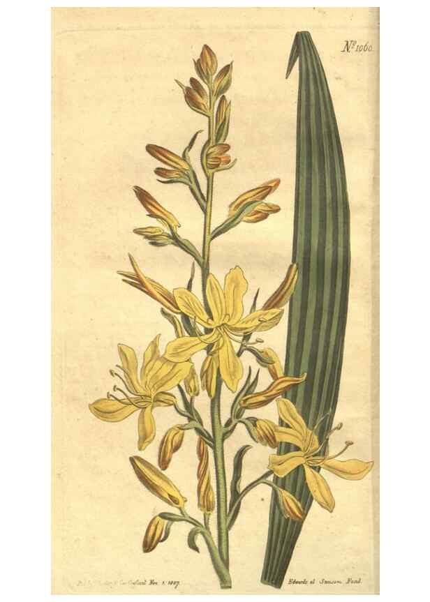 Reproducción/Reproduction 35038592411: Curtis's botanical magazine.. London ; New York [etc.] :Academic Press [etc.]