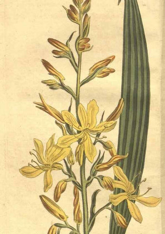 Reproducción/Reproduction 35038592411: Curtis's botanical magazine.. London ; New York [etc.] :Academic Press [etc.]