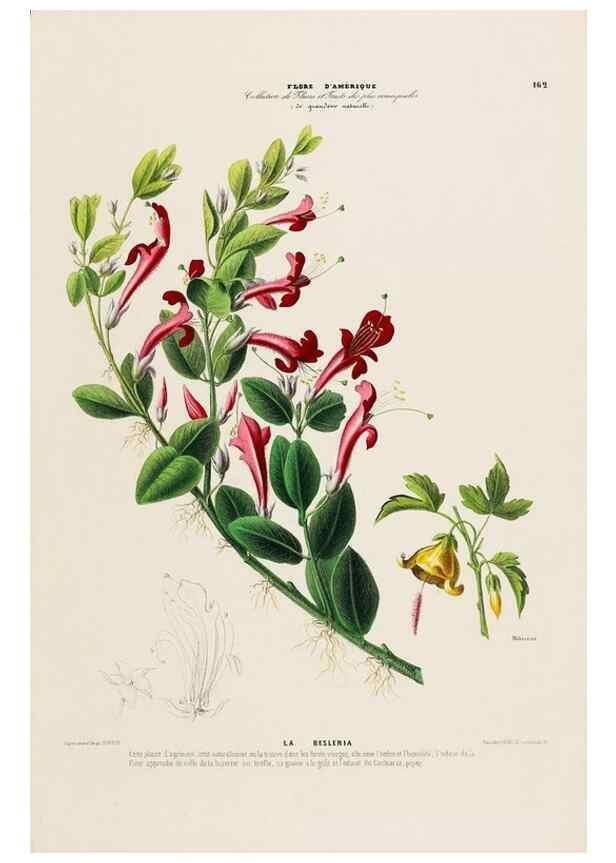 Reproducción/Reproduction 33887808453: Flore d'Amérique,. Paris,Gihaut[1843-1846]