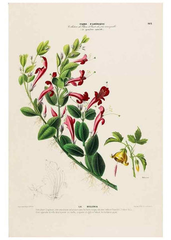 Reproducción/Reproduction 33887808453: Flore d'Amérique,. Paris,Gihaut[1843-1846]
