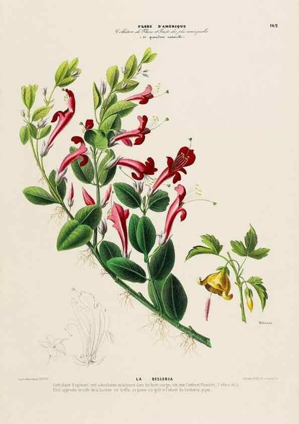 Reproducción/Reproduction 33887808453: Flore d'Amérique,. Paris,Gihaut[1843-1846]