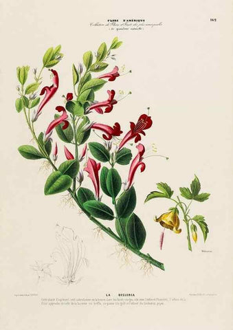 Reproducción/Reproduction 33887808453: Flore d'Amérique,. Paris,Gihaut[1843-1846]