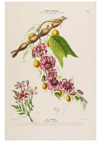 Reproducción/Reproduction 34657235796: Flore d'Amérique,. Paris,Gihaut[1843-1846]