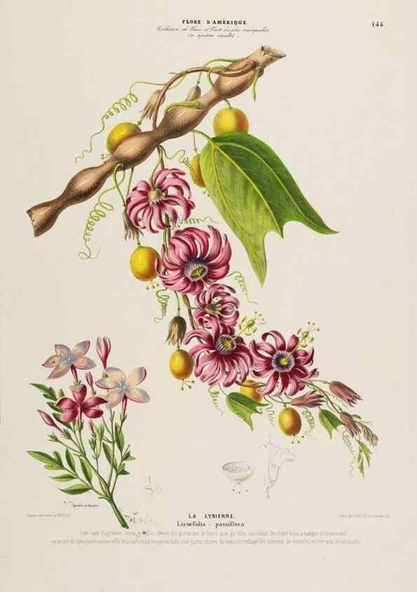 Reproducción/Reproduction 34657235796: Flore d'Amérique,. Paris,Gihaut[1843-1846]
