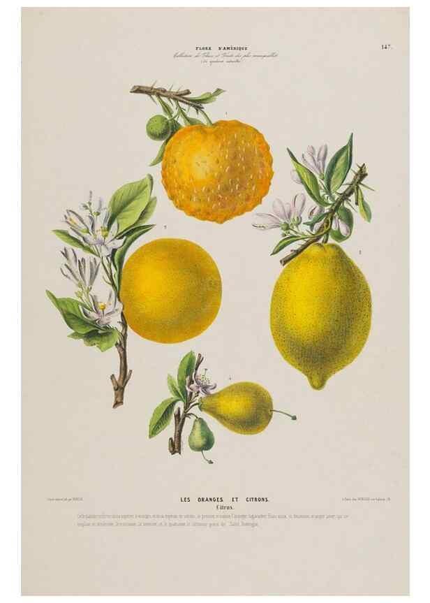 Reproducción/Reproduction 34657238566: Flore d'Amérique,. Paris,Gihaut[1843-1846]