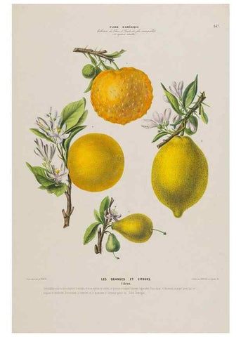 Reproducción/Reproduction 34657238566: Flore d'Amérique,. Paris,Gihaut[1843-1846]