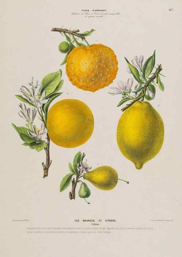 Reproducción/Reproduction 34657238566: Flore d'Amérique,. Paris,Gihaut[1843-1846]