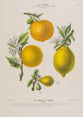 Reproducción/Reproduction 34657238566: Flore d'Amérique,. Paris,Gihaut[1843-1846]
