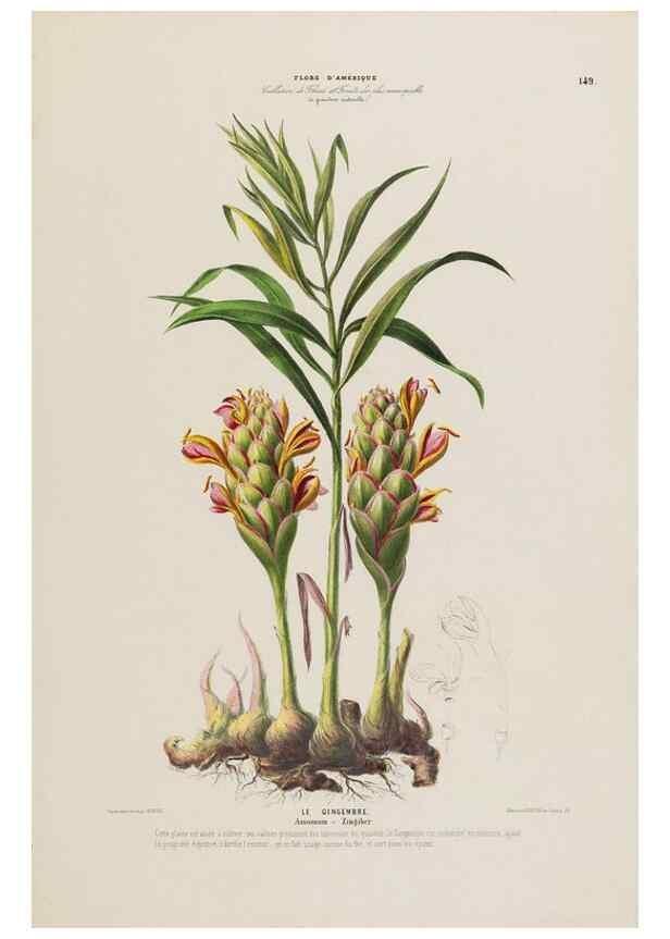 Reproducción/Reproduction 34657244976: Flore d'Amérique,. Paris,Gihaut[1843-1846]