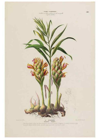 Reproducción/Reproduction 34657244976: Flore d'Amérique,. Paris,Gihaut[1843-1846]
