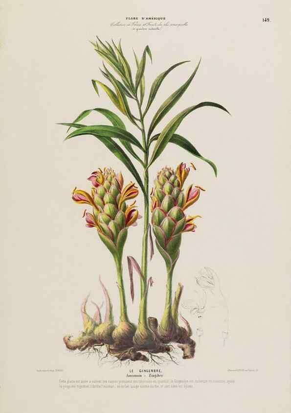 Reproducción/Reproduction 34657244976: Flore d'Amérique,. Paris,Gihaut[1843-1846]