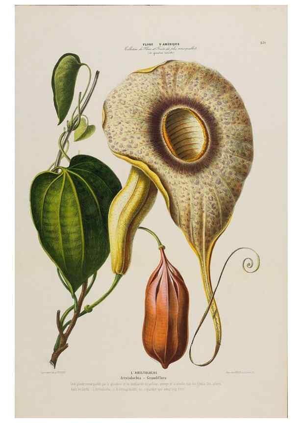 Reproducción/Reproduction 34657247786: Flore d'Amérique,. Paris,Gihaut[1843-1846]