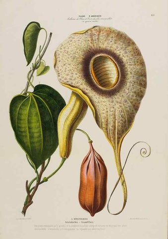 Reproducción/Reproduction 34657247786: Flore d'Amérique,. Paris,Gihaut[1843-1846]