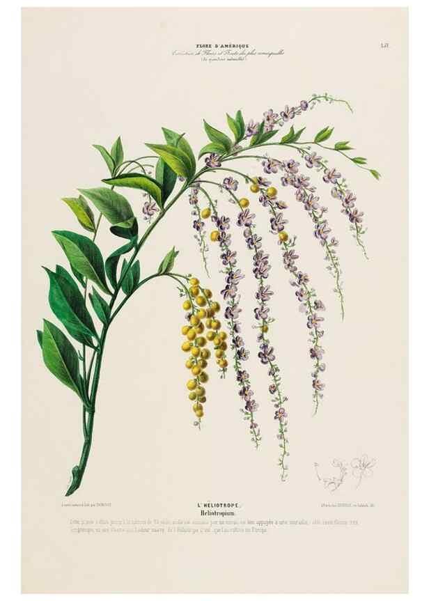 Reproducción/Reproduction 34657251896: Flore d'Amérique,. Paris,Gihaut[1843-1846]