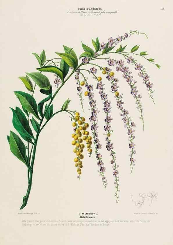 Reproducción/Reproduction 34657251896: Flore d'Amérique,. Paris,Gihaut[1843-1846]