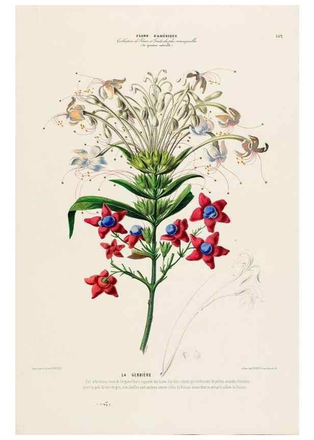 Reproducción/Reproduction 34535931102: Flore d'Amérique,. Paris,Gihaut[1843-1846]