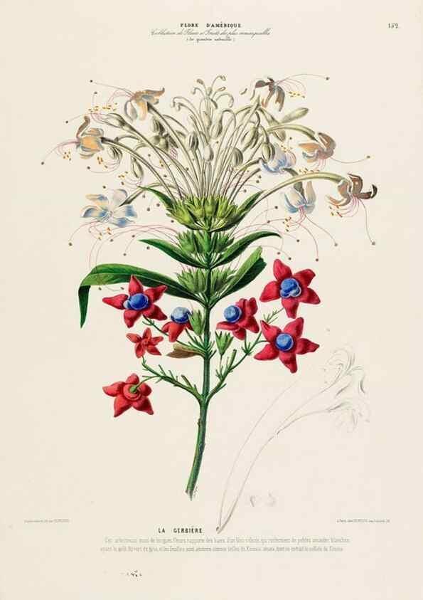Reproducción/Reproduction 34535931102: Flore d'Amérique,. Paris,Gihaut[1843-1846]