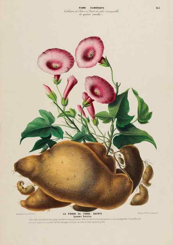 Reproducción/Reproduction 33887812033: Flore d'Amérique,. Paris,Gihaut[1843-1846]