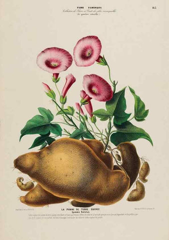 Reproducción/Reproduction 33887812033: Flore d'Amérique,. Paris,Gihaut[1843-1846]