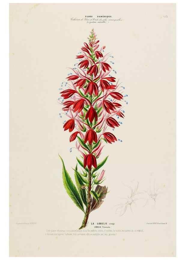 Reproducción/Reproduction 34535935182: Flore d'Amérique,. Paris,Gihaut[1843-1846]
