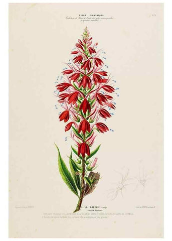 Reproducción/Reproduction 34535935182: Flore d'Amérique,. Paris,Gihaut[1843-1846]