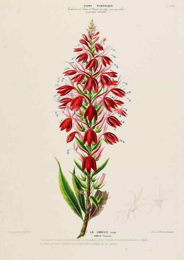 Reproducción/Reproduction 34535935182: Flore d'Amérique,. Paris,Gihaut[1843-1846]
