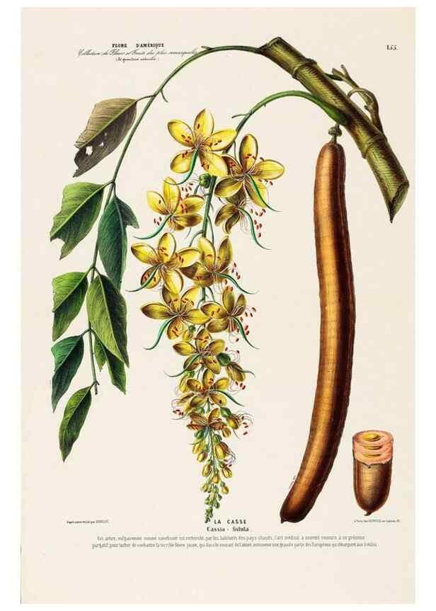 Reproducción/Reproduction 34535944142: Flore d'Amérique,. Paris,Gihaut[1843-1846]