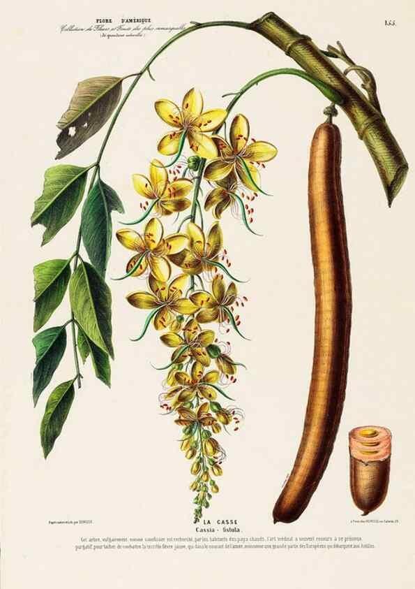 Reproducción/Reproduction 34535944142: Flore d'Amérique,. Paris,Gihaut[1843-1846]