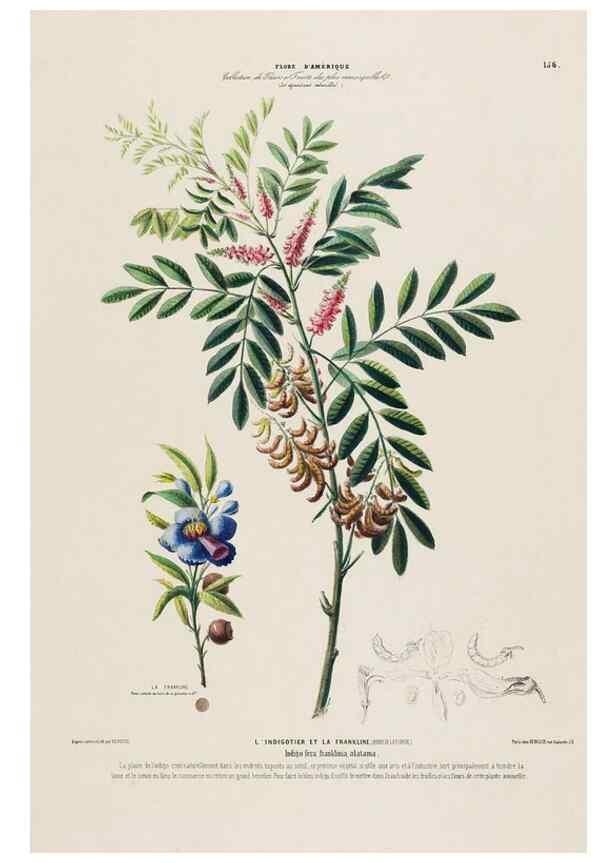 Reproducción/Reproduction 34657269676: Flore d'Amérique,. Paris,Gihaut[1843-1846]