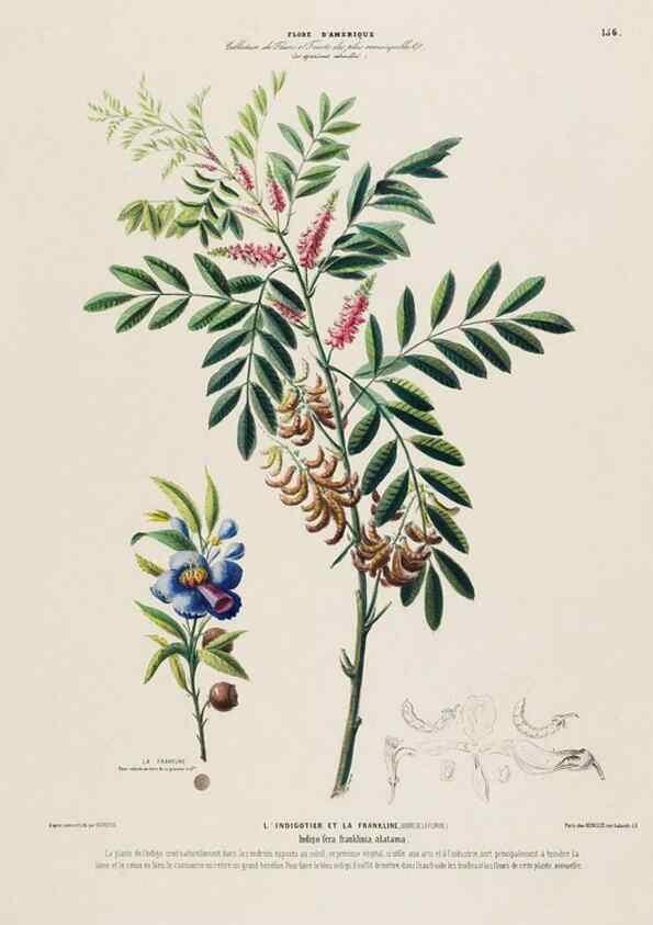 Reproducción/Reproduction 34657269676: Flore d'Amérique,. Paris,Gihaut[1843-1846]