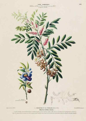 Reproducción/Reproduction 34657269676: Flore d'Amérique,. Paris,Gihaut[1843-1846]